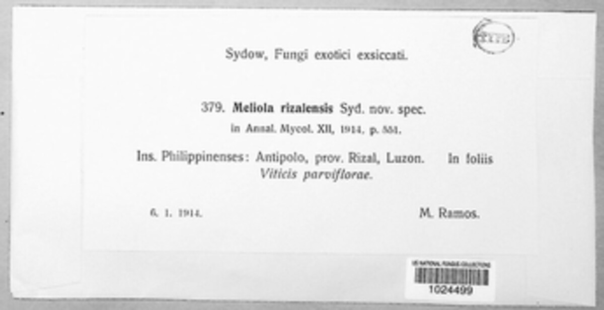 Meliola rizalensis image